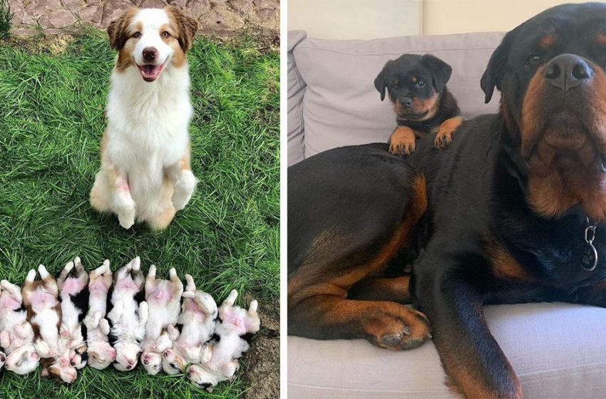  10 animal moms who carefully take care of their babies!