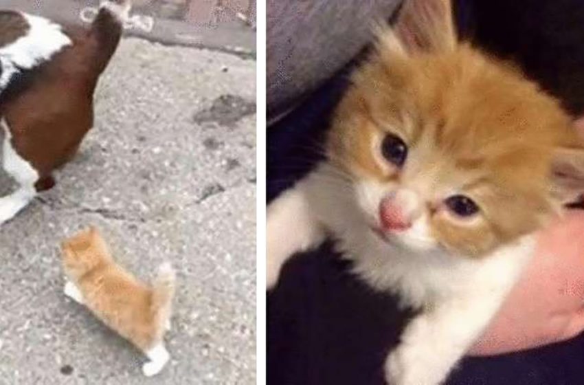  A homeless kitten ran after a man and so ended up in his house! The kitten got a loving family