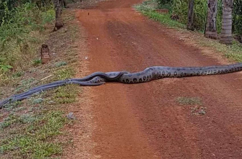  A group of vet-students saw a huge Anakonda snake during a forest hike. But the snake was not alone…