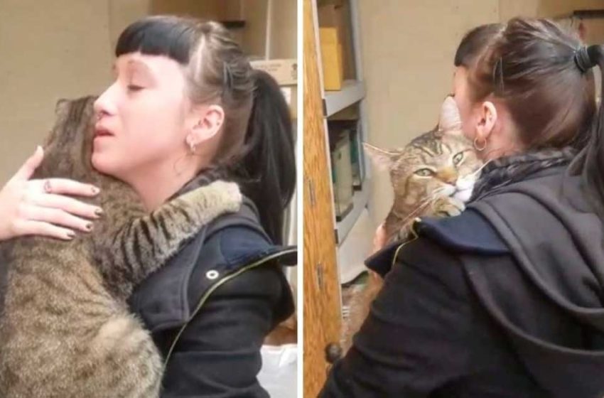  Seeing the girl, the cat from the shelter hugged her tightly and buried himself in her collar. But she couldn’t adopt him…