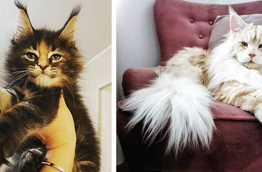  Maine Coons have some kind of inexplicable magic, don’t they?