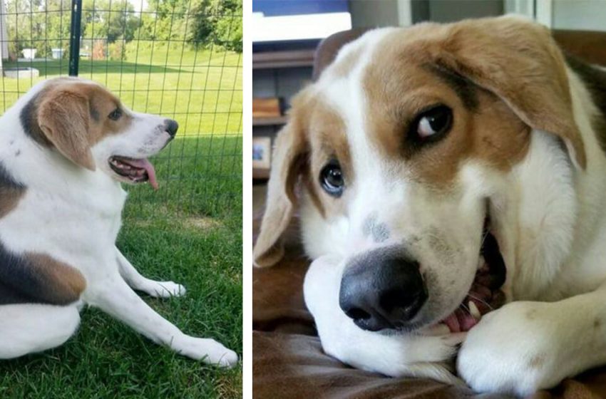  A dog born without neck found his loving owner! The story of Cooper’s hard life…