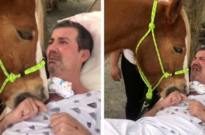  Therapy horse’s memorable visit moves the patient to tears!