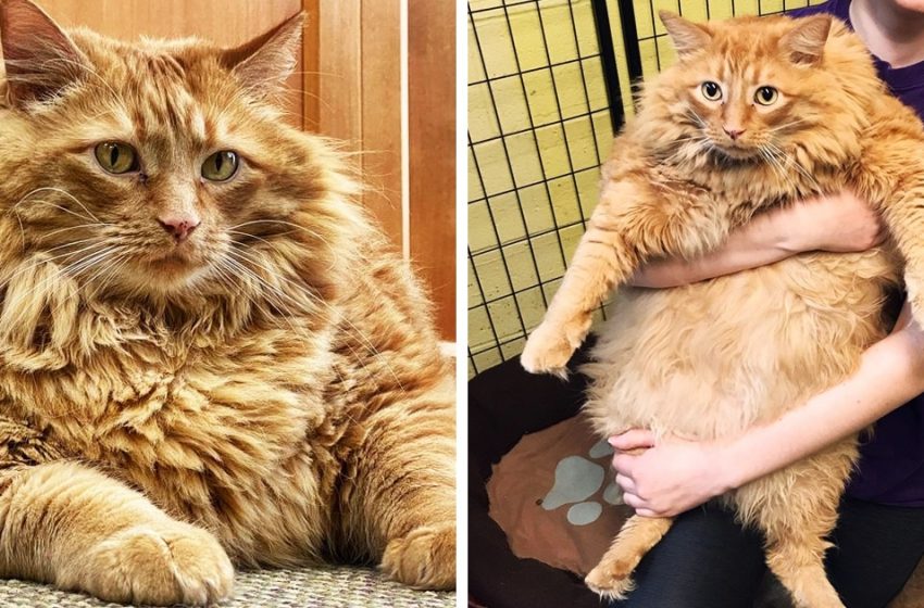  A cat named Bazooka ended up in a shelter and became a star! The cat weighed almost 16 kg!