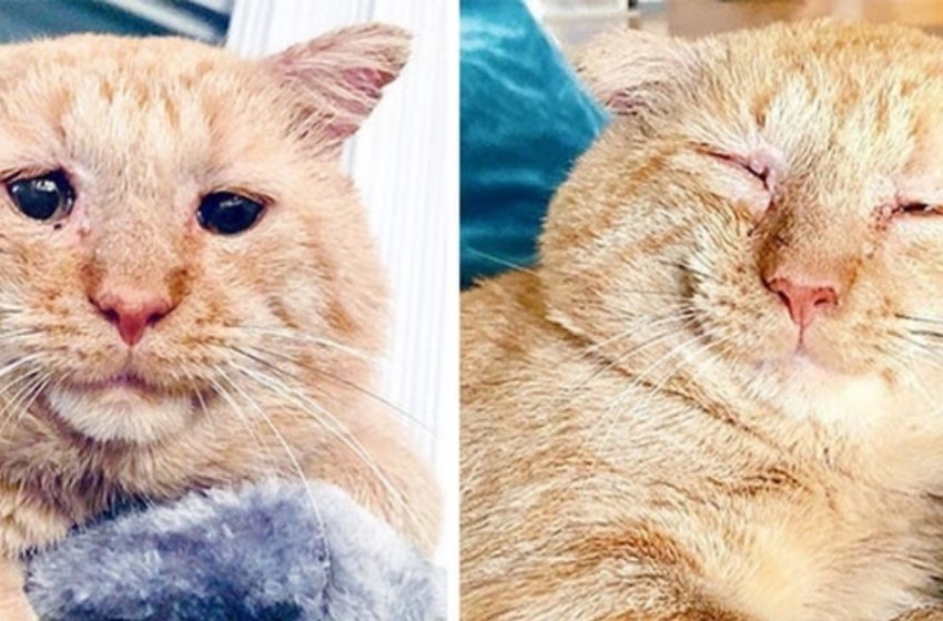  The story of Mr. Willis – the most unfortunate cat that became the happiest!