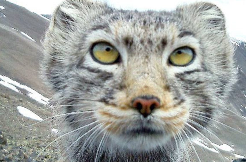  Photos of the Altai cat-manul from a photo-trap spread all over the world!