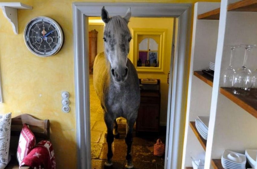  The man was surprised when he saw an unexpected guest at his home – a horse!