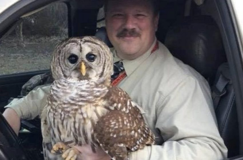  In Maryland, a police officer rescued an owl that was sitting motionless on the road!