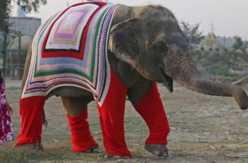  In India warm sweaters are knitted for shelter elephants to protect them from cold!