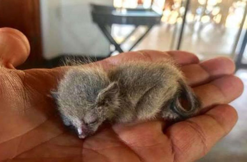  The man was working at home when he heard something fall on the sofa. And then he found a little animal…