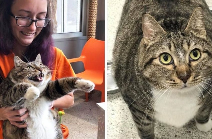  The plump cat found loving owners who agreed to monitor his health and feed him on a special diet