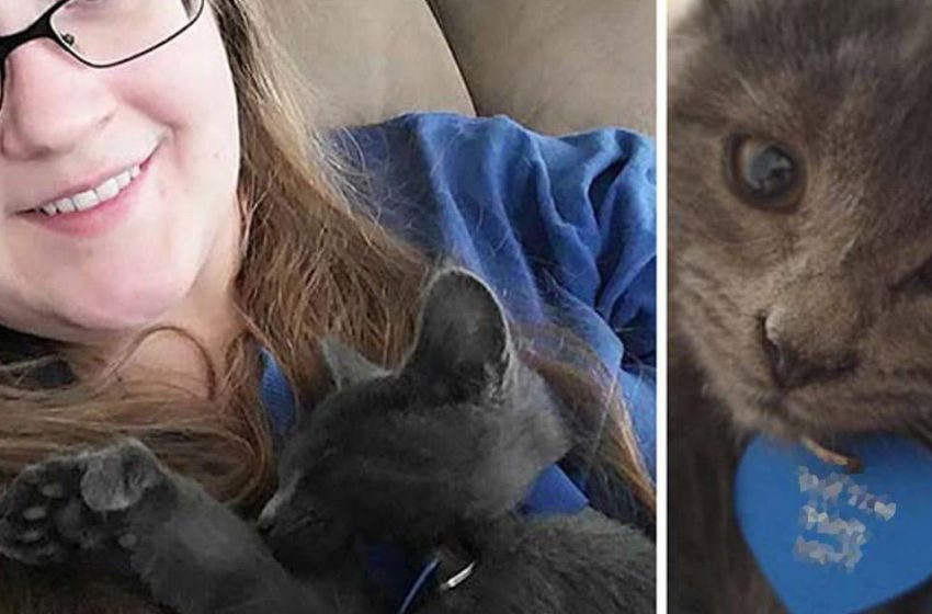  The girl came to the shelter for a kitten, but found an inscription on the tag of the kitten that changed her life!