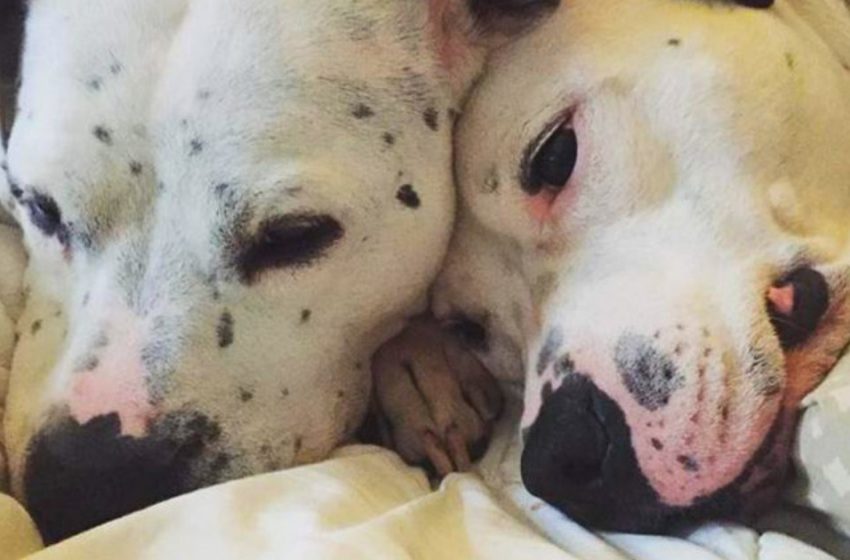  The dog refused to leave the shelter without his beloved!