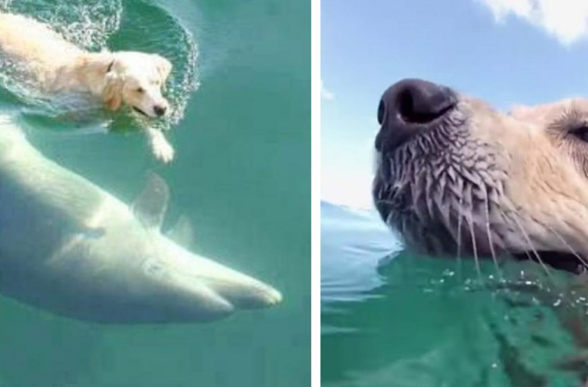  Unusual friendship: Labrador almost every day runs to the pier to swim with his friend – a dolphin!