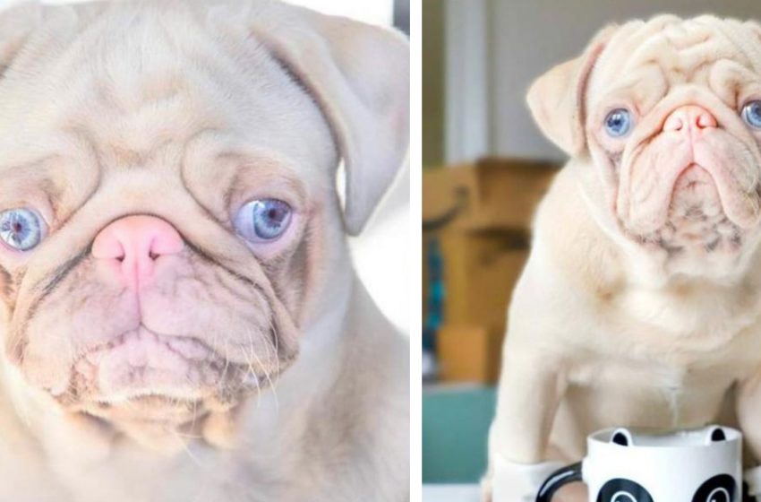  This pug was born with a white and pink fur, and it was this feature that made him popular!