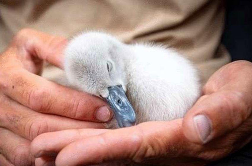  A man saved and raised a swan chick. An adult bird refused to fly away!