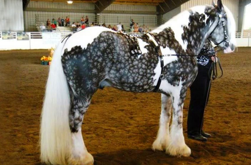  The most beautiful breeds of horses! They are amazing!