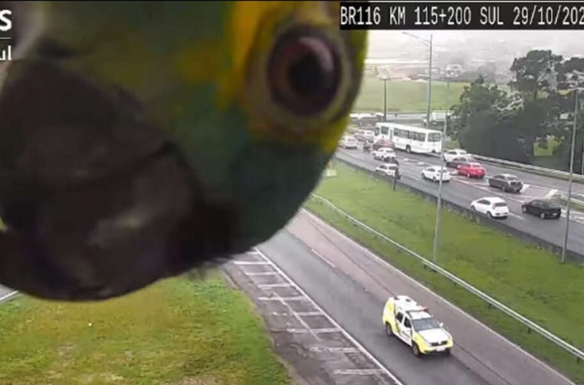  A nice parrot makes surprise by appearing on a highway traffic cam!