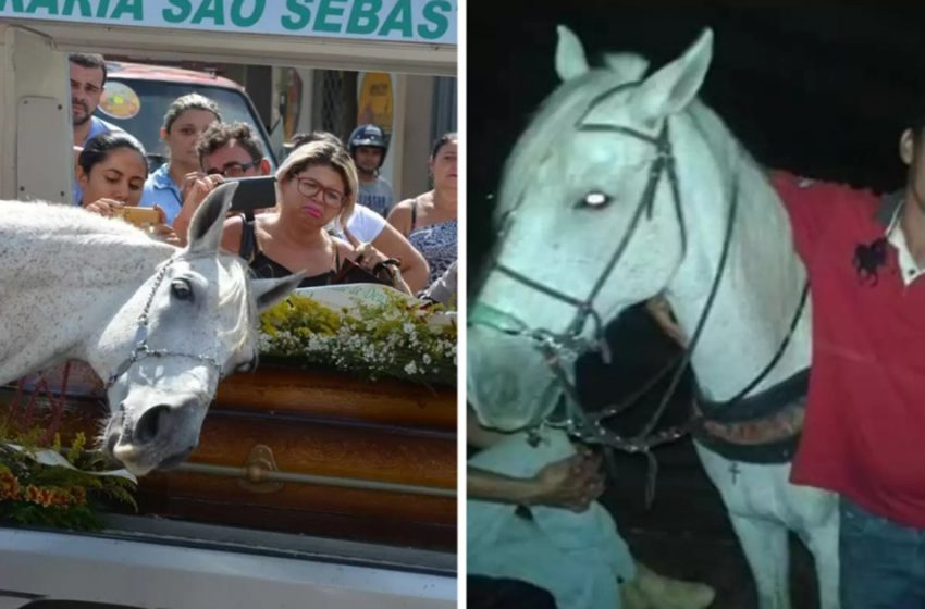  The horse mourned the death of his human friend! People could not hold back their tears at the moment when the horse said goodbye to his owner!