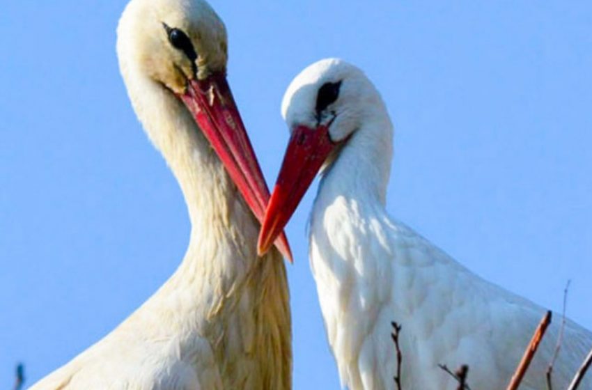  A faithful stork flies thousands of kilometers every year to see his wounded soulmate!