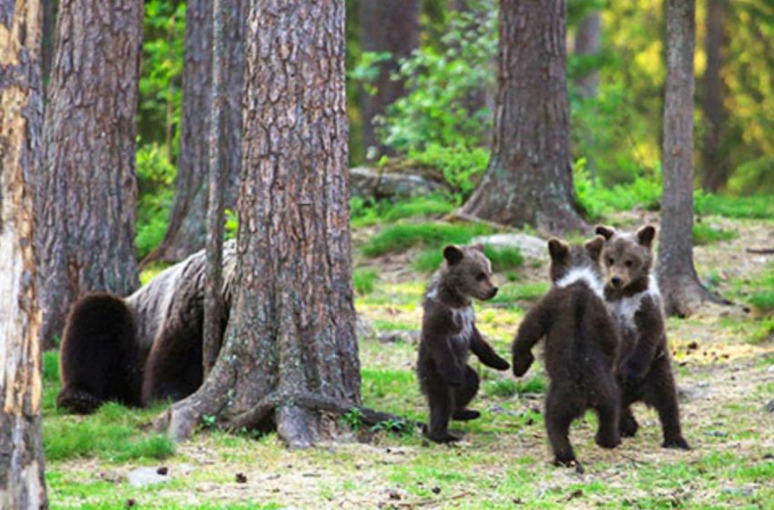  The man managed to take rare pictures of “dancing bear cubs”. Such an amazing sight!