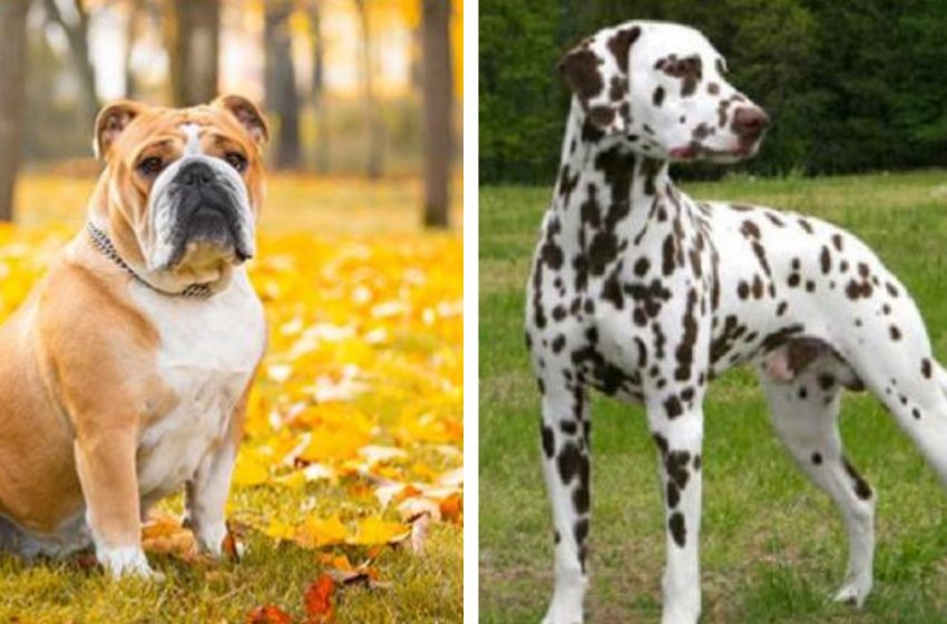  Look at the puppy that is a Bulldog/Dalmatian mix. He is just amazing!