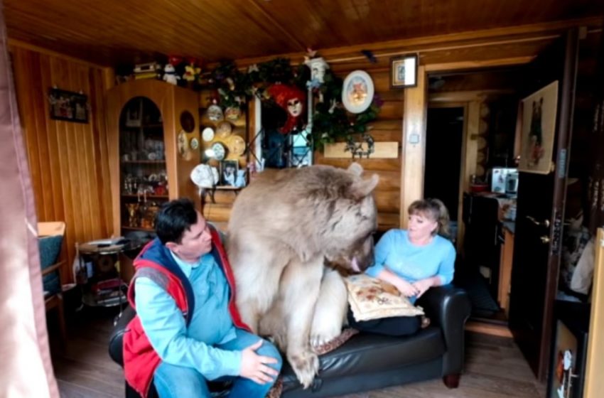  This bear has been living in a family for 20 years. A wild animal became a cute pet!