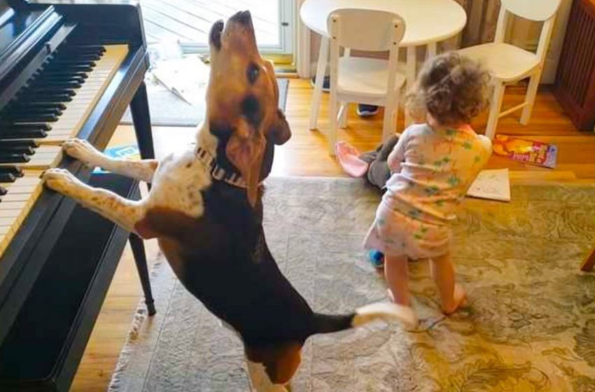  A real concert: the dog sings and the child dances!