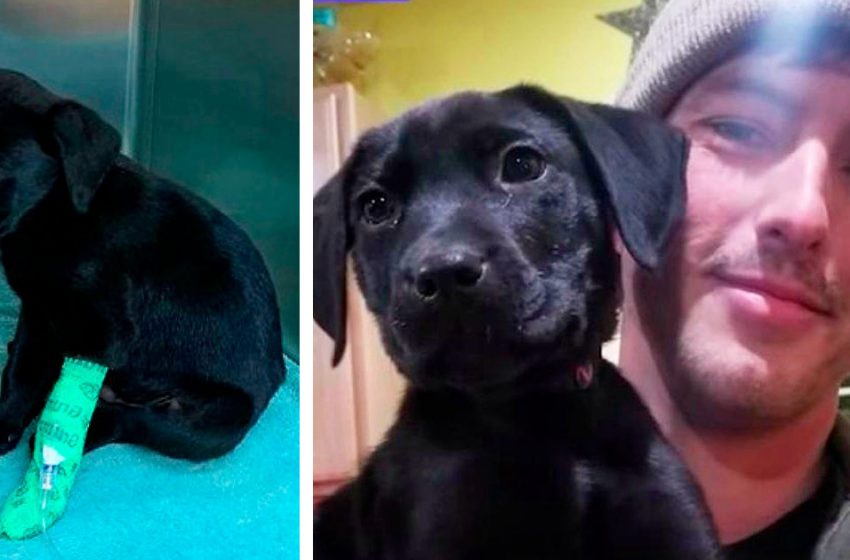  Companions in misfortune – a deaf guy adopted a deaf puppy!