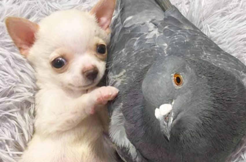  Unusual friends: A pigeon that can’t fly befriends a puppy that can’t walk!