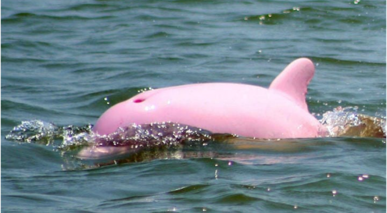 A rare pink dolphin was caught on camera in Louisiana River - Everythingfun