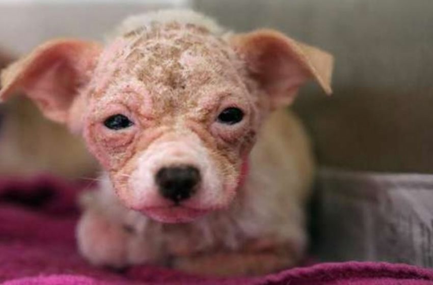  It was hard to look at this dog without crying. But love and care turned her into a real cutie