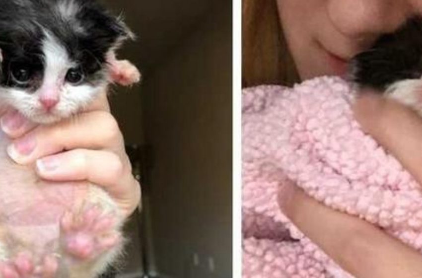  A girl took care of the kitten that was half the size of the kittens of that age!