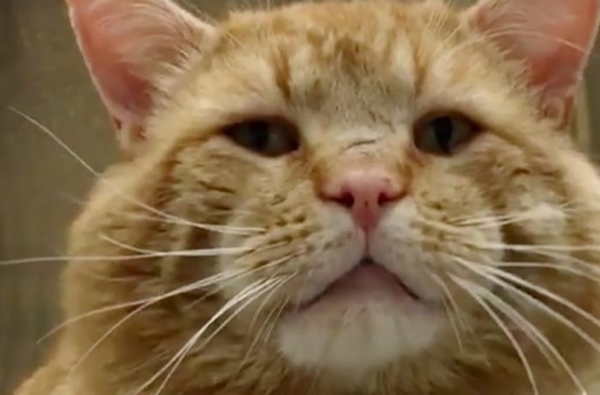  A huge stray cat from shelter amazed everyone with his “talk” to a human