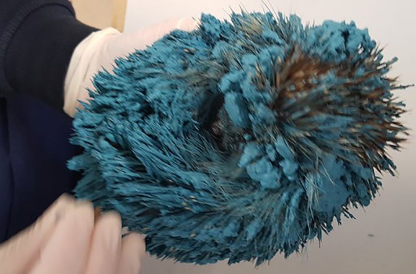  This strange blue spot turned out to be an animal that needed an urgent help!