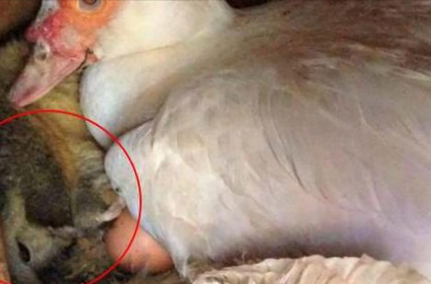  An Australian farmer found a strange small creature under the duck that was incubating the eggs!