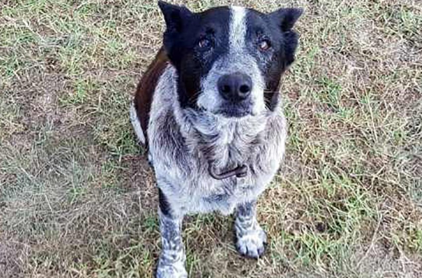  Old deaf dog guarded 3-year-old girl that got lost while walking!