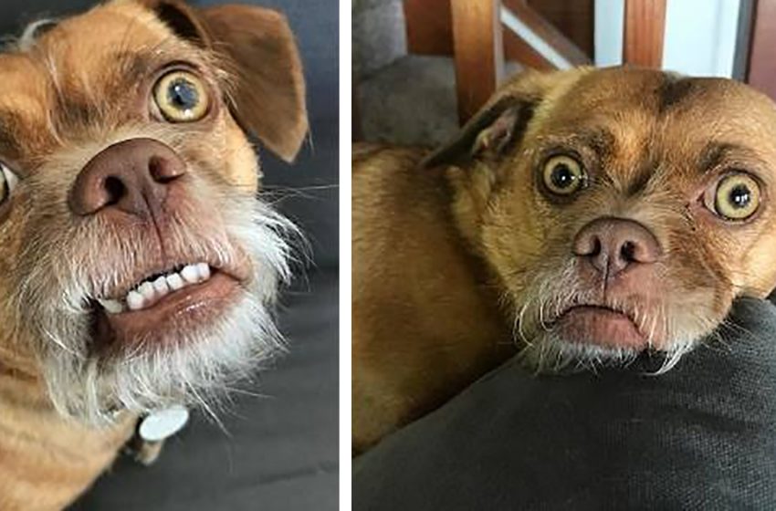  A dog with an incredibly expressive muzzle has become an Instagram star!