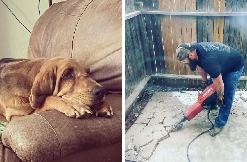  The owner adopted a dog from the shelter and tried to fulfil the pet’s dream!