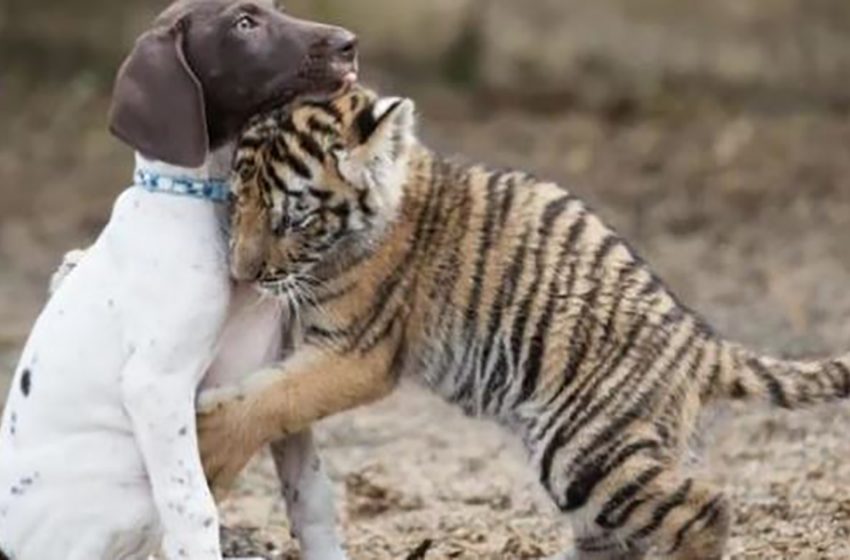  Tiger cub rejected by his own mother made friends with little dog. The story of their unique relationships!