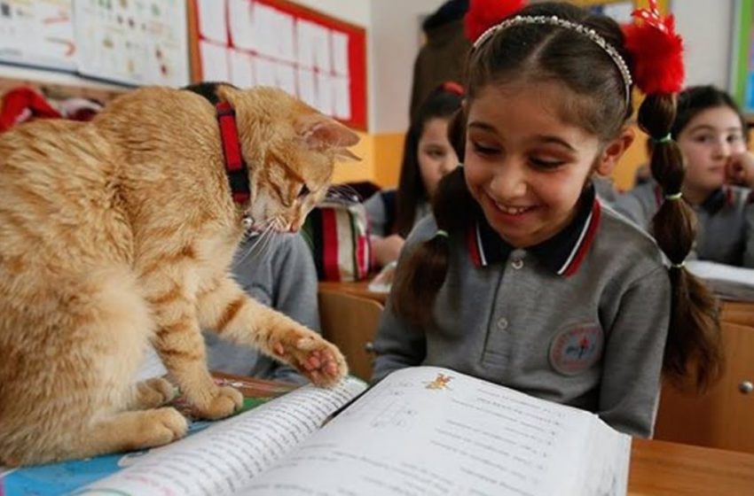  A cat just came to one of the schools in Turkey. Many were against the animal living in the classroom, but he did not want to leave…