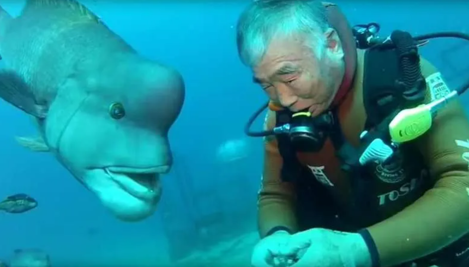 A marine animal became a human's friend! A story that is definitely