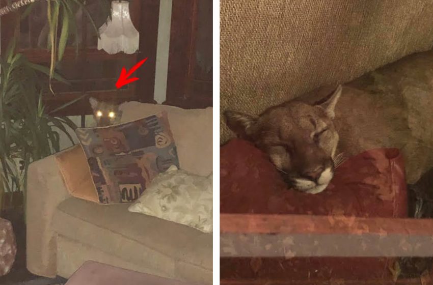  A woman found a wild cougar in her living room and… put her to bed! Unbelievable story!