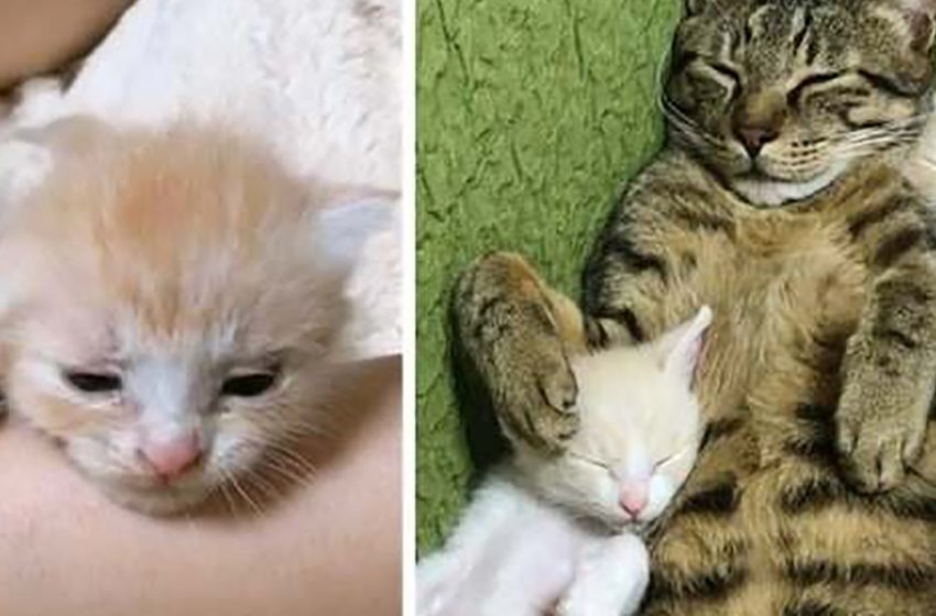  An old cat started to take care of the kittens that his owner has just adapted!
