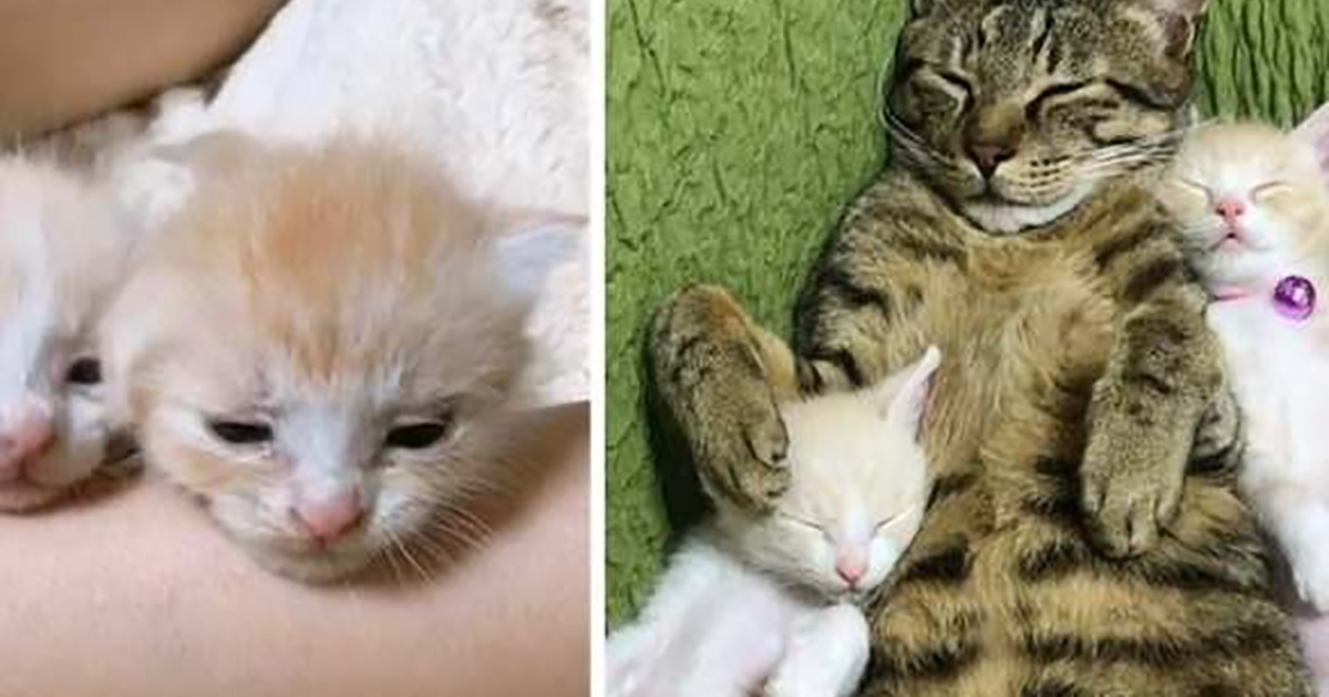 An old cat started to take care of the kittens that his owner has just