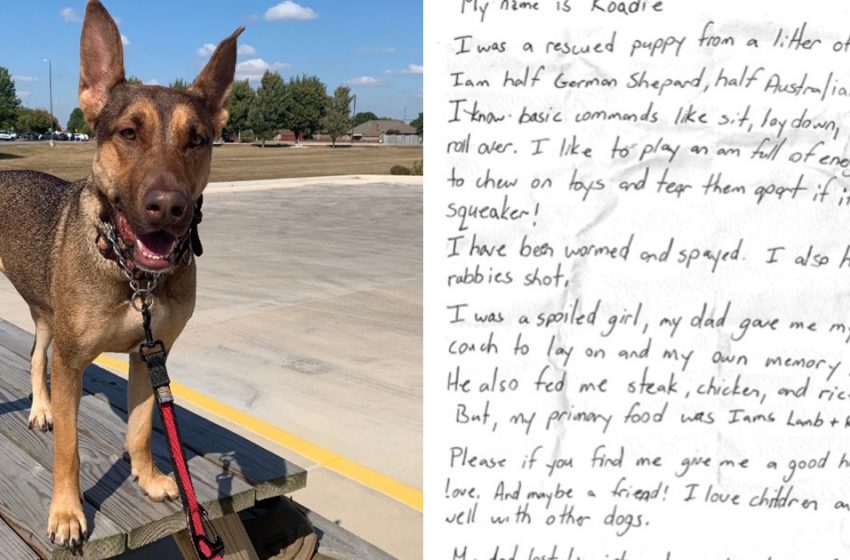  A dog with a message in a bottle attached to her collar was found in a street! Luckily, the animal got a chance for a new life