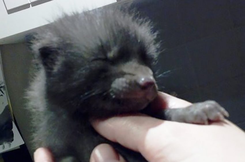  People thought they were saving a kitten but the cub turned out to be a completely different animal!