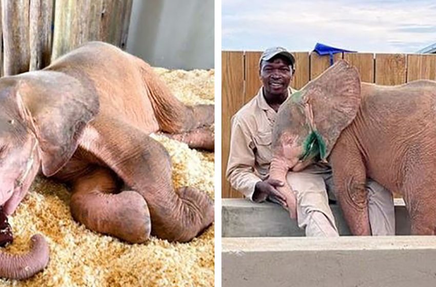  The baby elephant that fell into the trap of poachers fortunately survived!