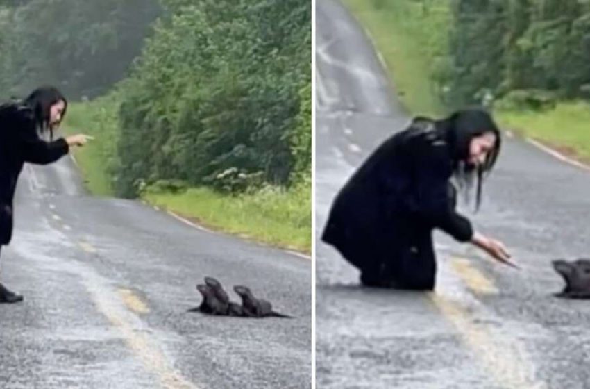  The woman found a fluffy “wad” on the road and it turned out to be otter cubs!