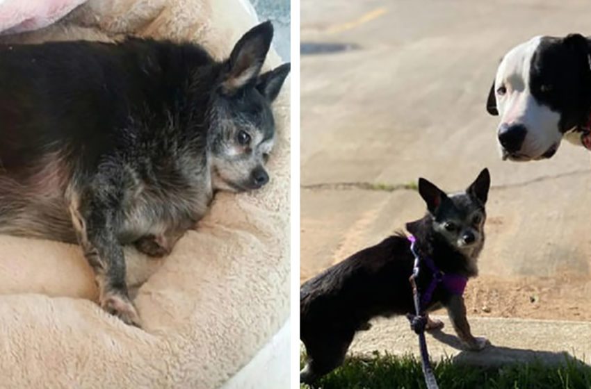 The fat chihuahua was so heavy that he could not walk. Diet, care and love saved the dog’s life
